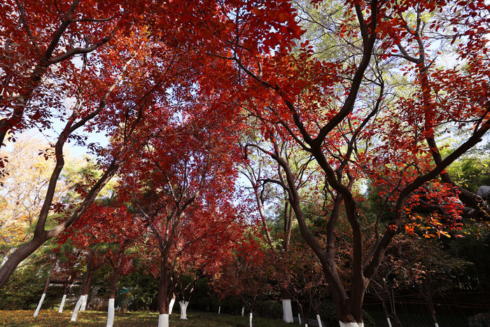 诗境感拉满！泉水叮咚鱼儿欢 色彩斑斓如画卷