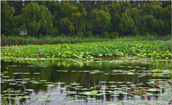 济南新名片！白云湖湿地亮相央视《共和国发展成就巡礼》