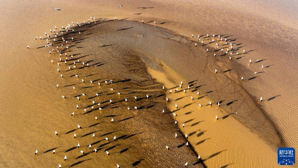湿地之美丨山东黄河三角洲湿地