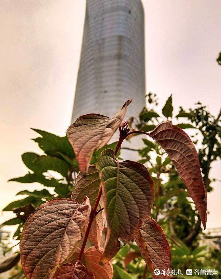 秋季里红橙黄绿青蓝紫七色俱全，实拍济南CBD高楼间的美丽自然
