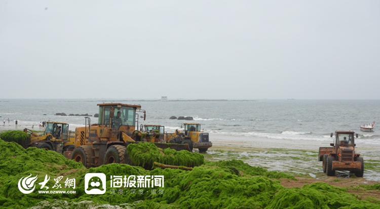 今年浒苔登陆近岸海滩，日照全力打“浒”