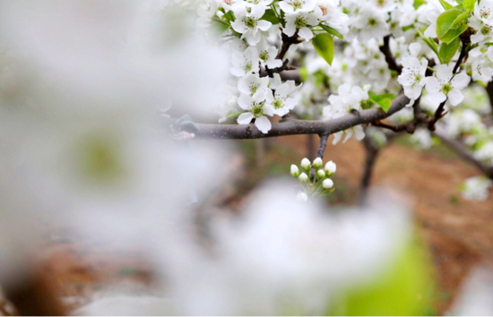 【春耕进行时（五）】章丘相公镇：扶贫大棚内 樱桃长势喜人