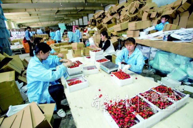 烟台大樱桃每斤便宜两块，每天400吨空运至200个城市