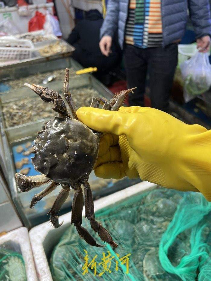 上市旺季大闸蟹降价引关注,济南市场最低10元/只,业内人士:与产量增高有关