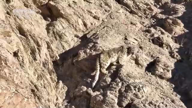 “雪山之王”雪豹现身祁连山 体型健壮 四肢有力