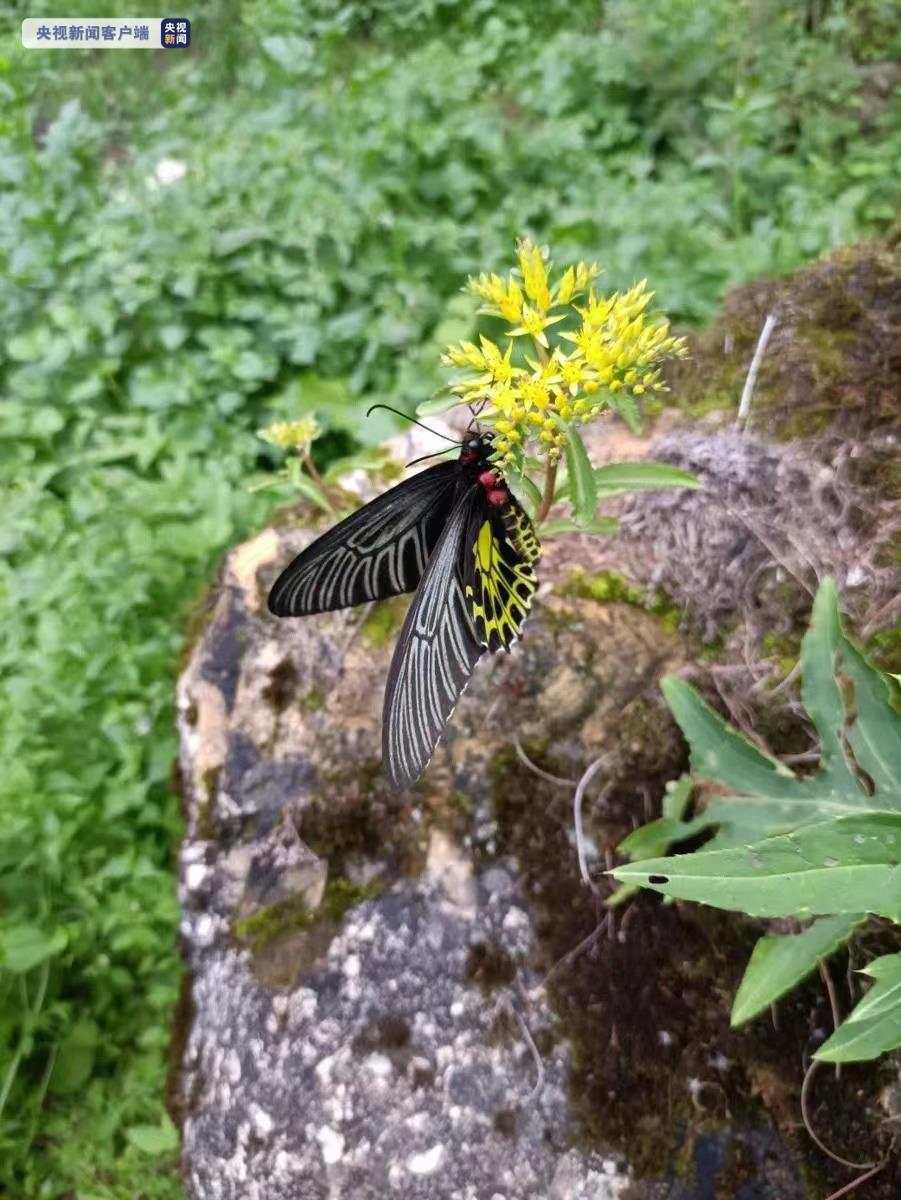 “最美蝴蝶”现身！湖北神农架林区发现金裳凤蝶