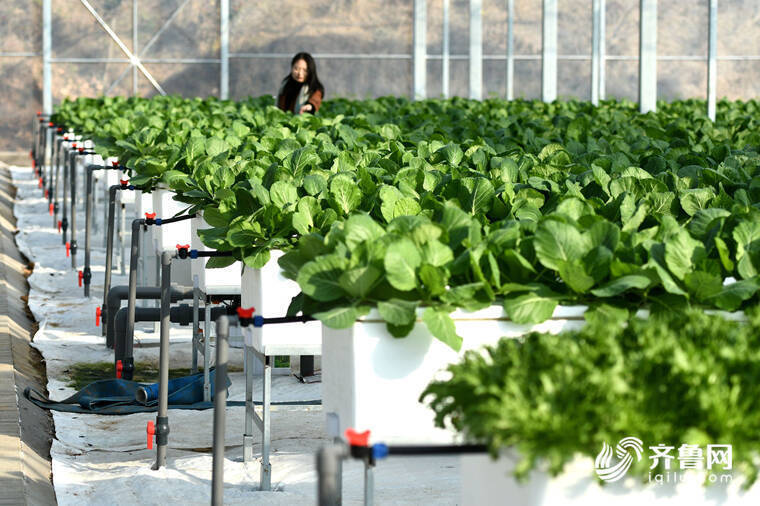 今年“三农”工作怎么干？山东省委农村工作会议11个关键词定调