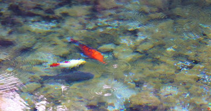 【水下济南】马跑泉：马蹄踏破进飞泉 流出齐城浅水边