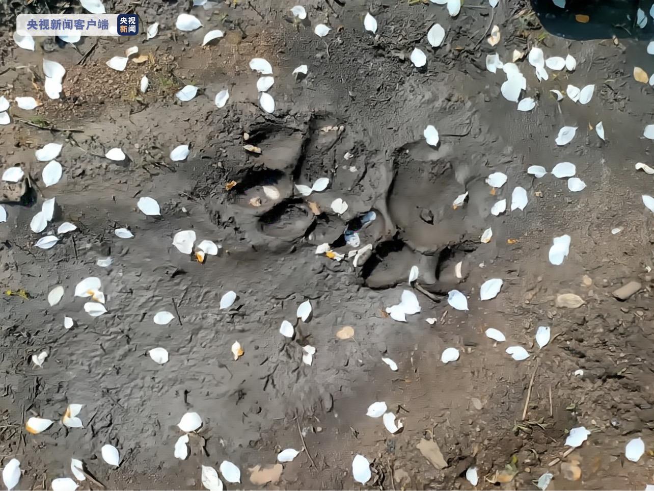 黑龙江一地发现“完达山一号”踪迹，工作人员：已在此定居