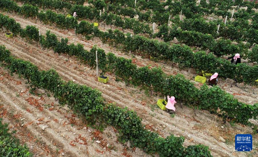 科技创新助力中国葡萄酒飘香世界