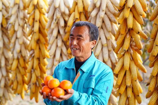 文化脱贫在行动·陕西篇 小柿子成脱贫致富大宝藏