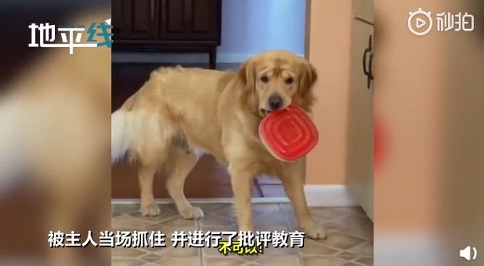 好沮丧！狗狗偷吃被主人教育后满脸委屈地放下 狗狗喜欢偷吃东西怎么办？