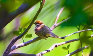 好客山东 好品山东｜露水不白，为什么要叫“白露”？