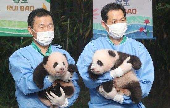旅韩诞生的睿宝大熊猫双胞胎取名“睿宝”和“辉宝”