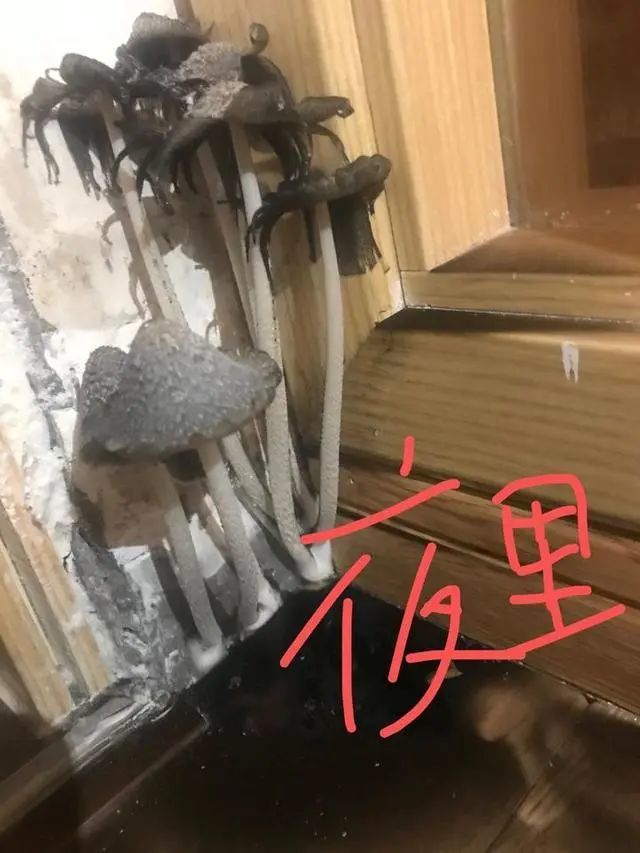 女子被家里蘑菇吓哭：一下子冒出来七八个菇