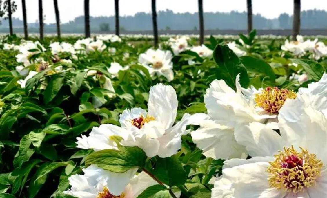 沿着黄河看发展 