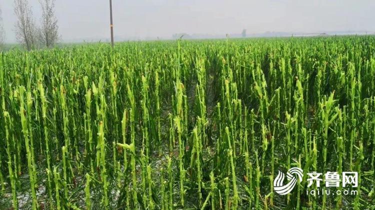 组图：玉米地惨遭“灭顶” 日照潍坊多地遭遇冰雹袭击