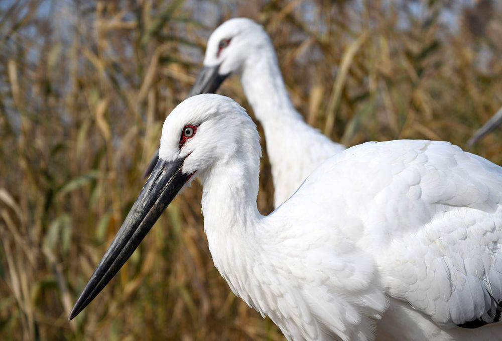 3只“鸟类大熊猫”东方白鹳在七里海湿地重返自然