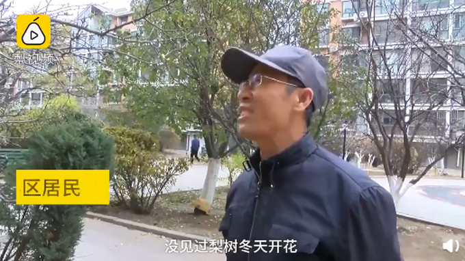 东北梨树零下温度开花 网友神回复：梨花也被天气搞晕了！