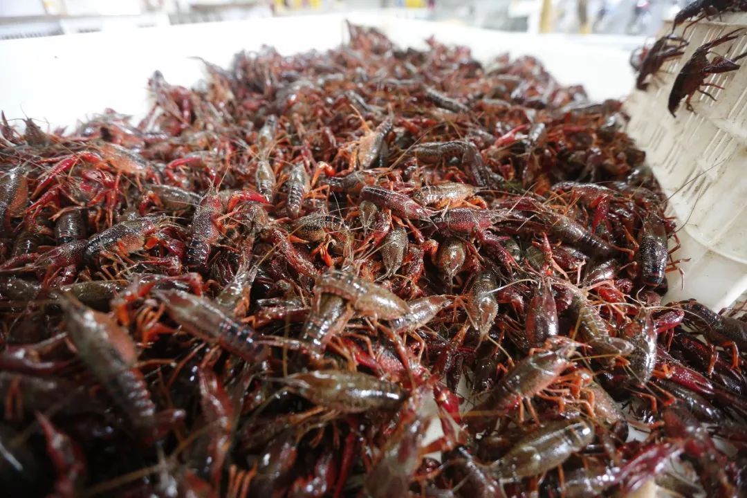 小龙虾价格降幅超过35%！网友：夜宵安排一下