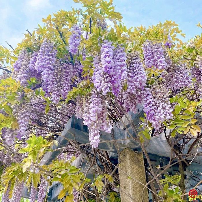 四月来济南一起走花路！打卡赏花路线get