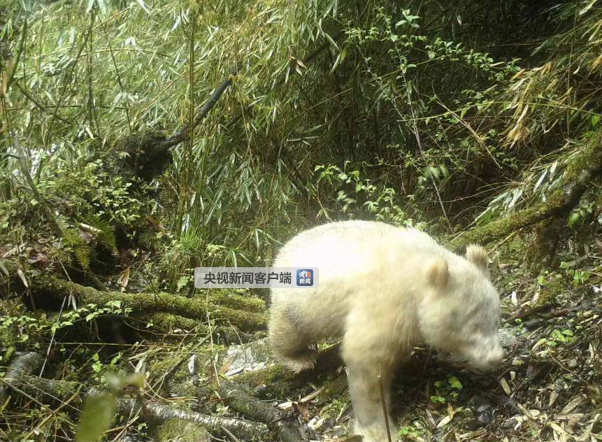 四川卧龙拍摄到全球首例白色大熊猫