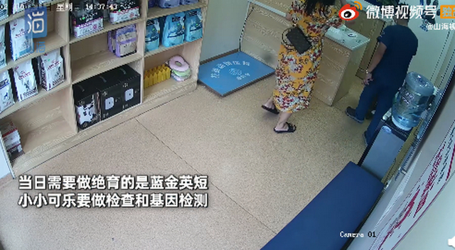 主人崩溃！名贵猫王后代被医院误做绝育，医院：不算医疗事故