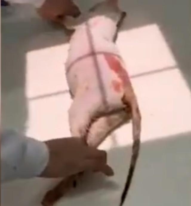敬畏生命用开水烫怀孕母猫的男子被开除
