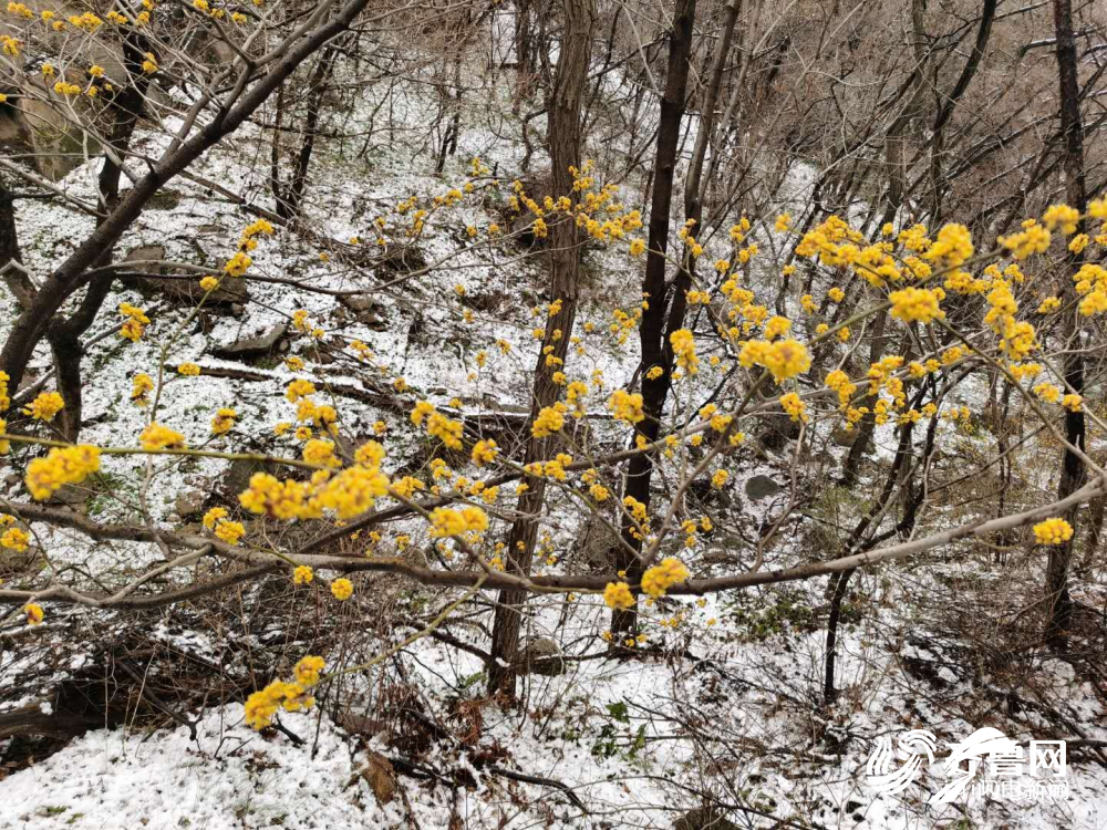穿好秋裤羽绒服！山东多地降雨持续 气温猛降局部有霜冻