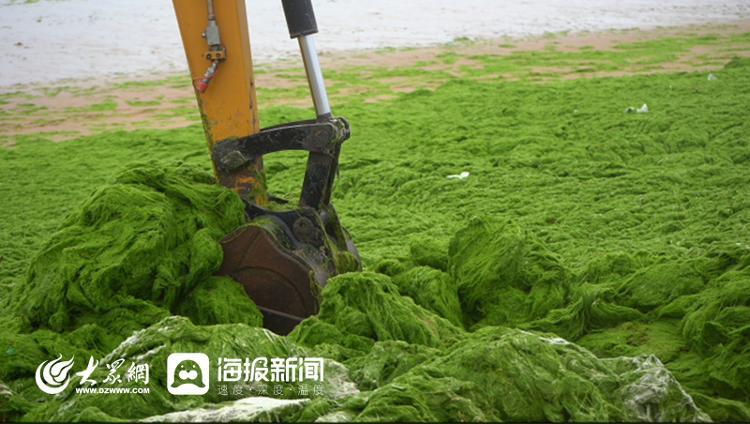 今年浒苔登陆近岸海滩，日照全力打“浒”