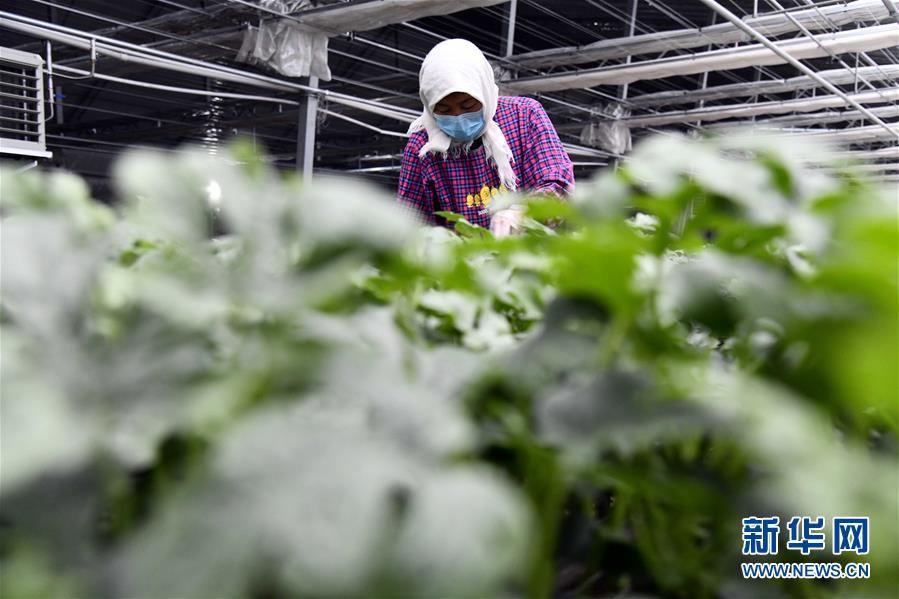 别样的春耕——来自农业大省山东的春耕备耕见闻