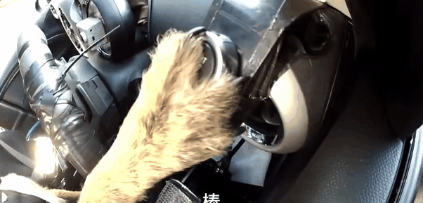 科目二过了吗？外国一小狗8个星期学会开车