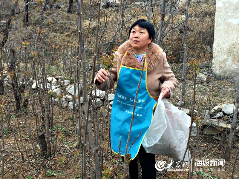 这就是山东丨红“宝”椿成了香饽饽 港沟马家村让春天“香”起来