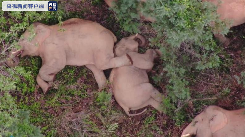 搭脚睡、踩背睡… 南移路上象群解锁午睡新姿势！