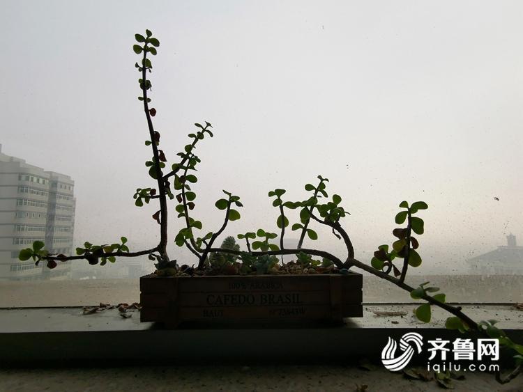 山东大雾来袭！雾气笼罩下楼宇开启“隐身模式”