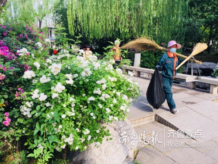 蔷薇正值盛花期，济南公园开花成海了！