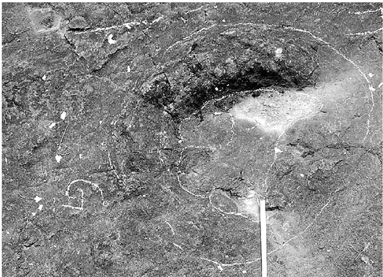 兰溪发现一亿年前恐龙脚印 可被当地村民填了