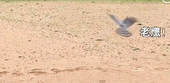 童年阴影了!带孩子放生老鼠被老鹰吃了 6岁儿子心态被亲爸搞崩了