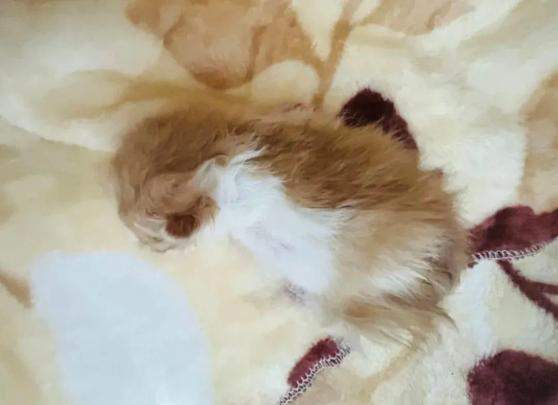 我国首只全流程国产化培育的克隆猫在青岛诞生