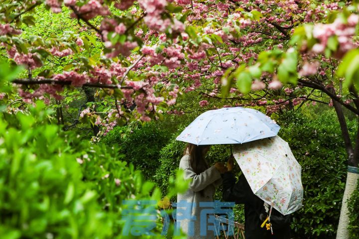 斜风细雨 水泛涟漪 雨中的五龙潭如诗如画