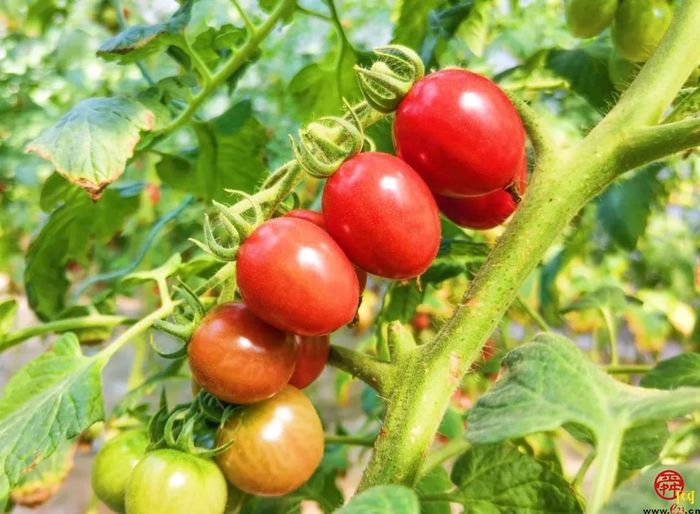 露营＋烧烤＋采摘随意搭配，“玩荒”被泉水人家治好了