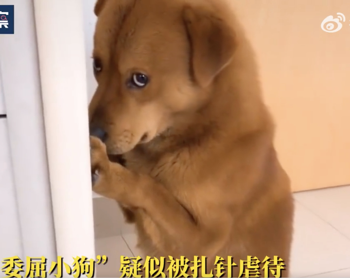 网红“委屈小狗”主人回应用针虐狗：衣服褶皱是因为太大，不是藏了针