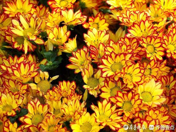 立冬来了，济南趵突泉珍稀品种菊花盛开，很多没见过