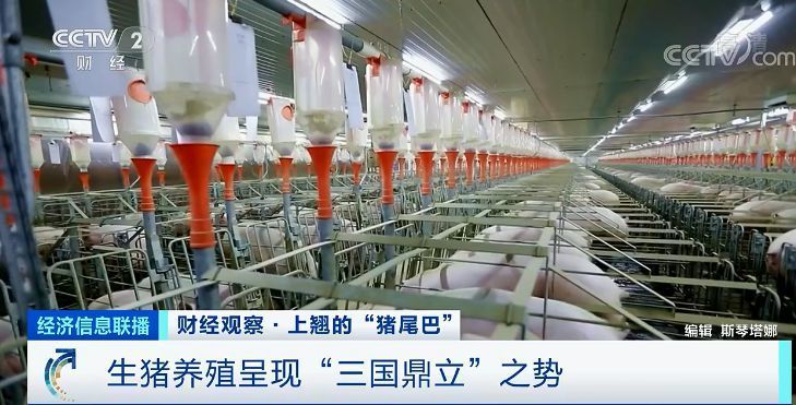 猪肉价格反弹！房企抢滩 卖猪比卖房挣钱？