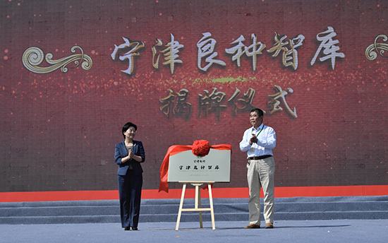 山东宁津：良种为本庆丰收