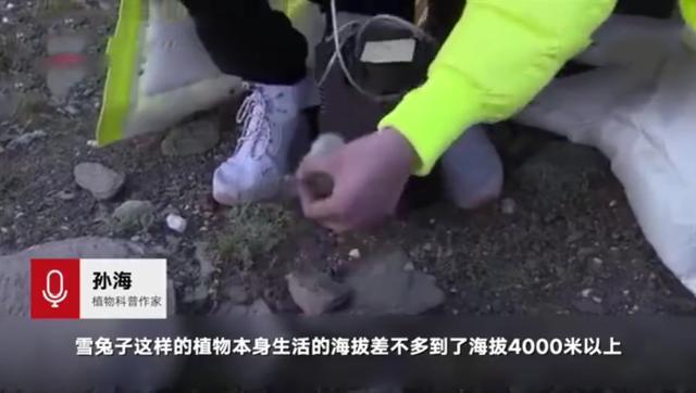 男星刘宇宁疑采摘雪莲遭痛批，道歉回应是道具却被专家打脸