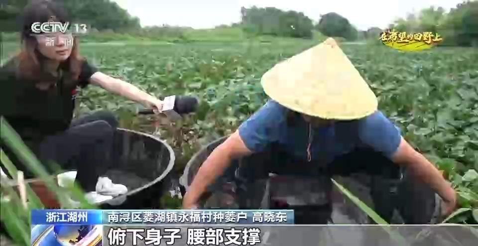 水稻、谷子、菱角……多地共绘秋收好“丰景”