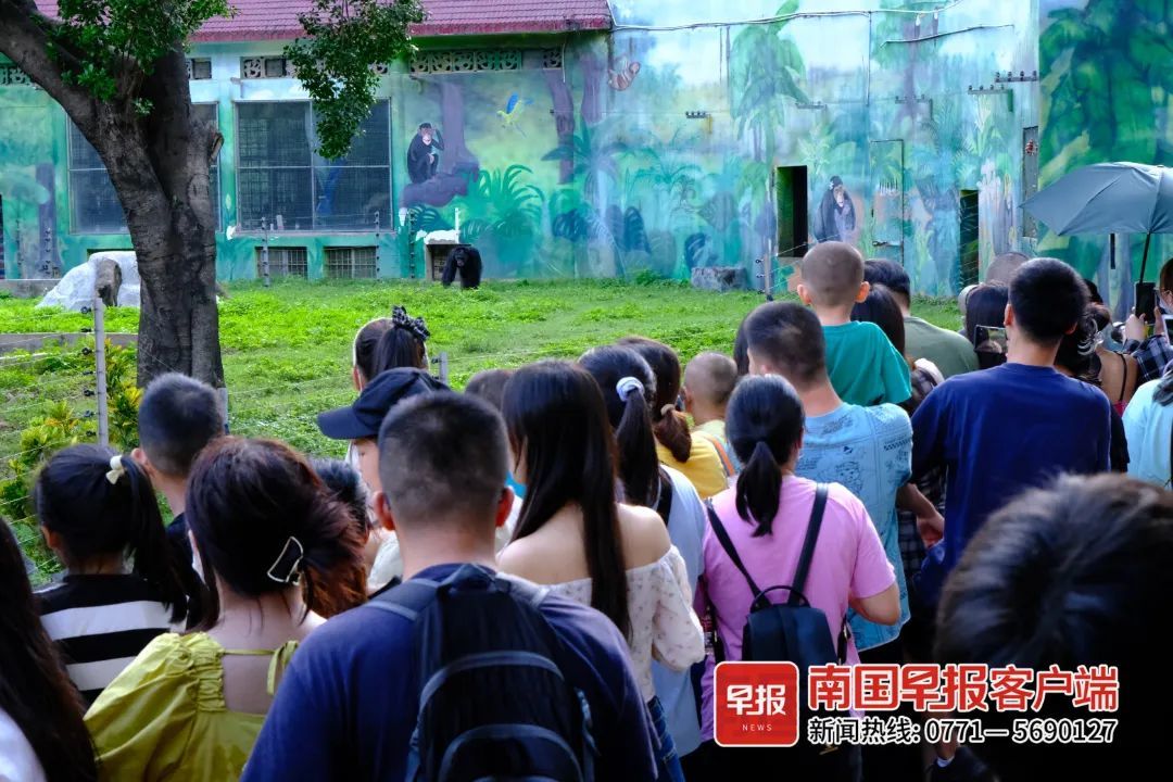 扔草皮、沙子，广西两只发飙的猩猩火了！园方却说……