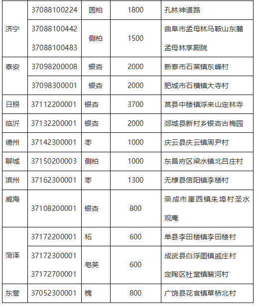 山东省公布一级保护古树名木名录 济南“幸福柳”是全省唯一一级名木