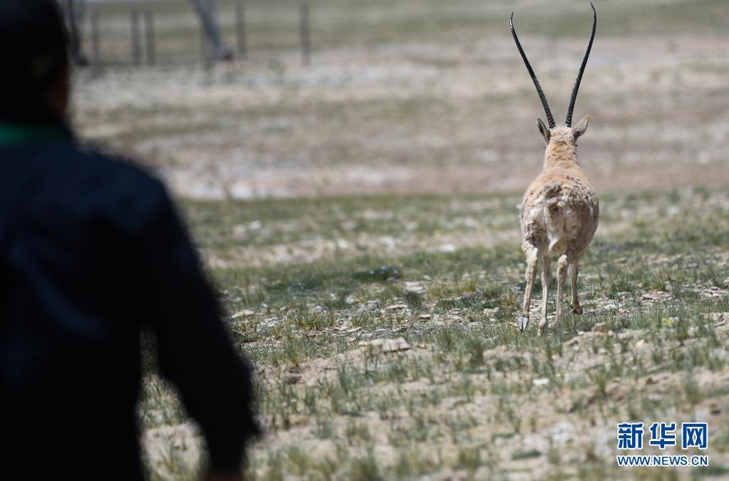 可可西里5只人工救助藏羚羊被放归自然